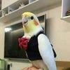 birdvibes18774